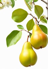 Pear On A Tree Isolated On A White Background