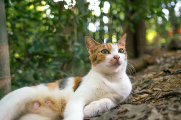 京都 伏見稲荷大社の森でリラックスする可愛らしい三毛猫