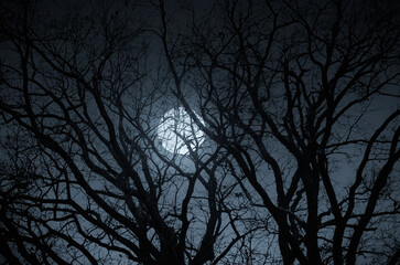 full moon seen through tree branches