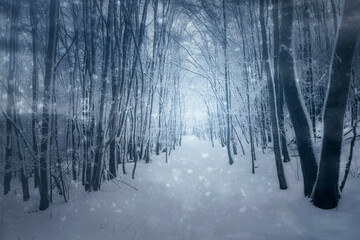 surreal winter woods landscape, forest path during blizzard