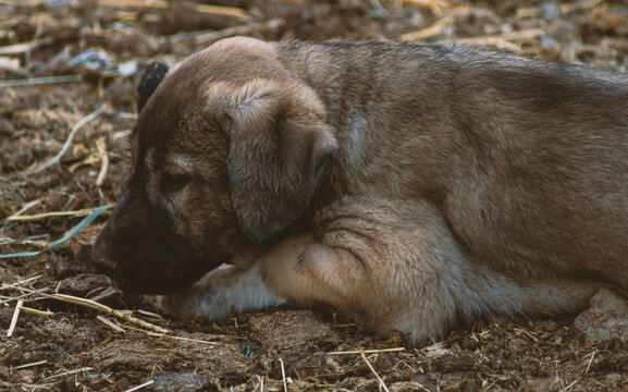 Cute Brown puppy lying down