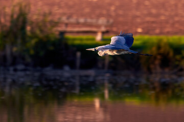 Grey heron bird in flight (Ardea cinerea)