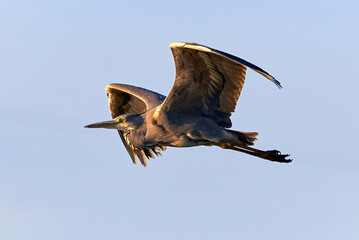 Grey heron bird in flight (Ardea cinerea)