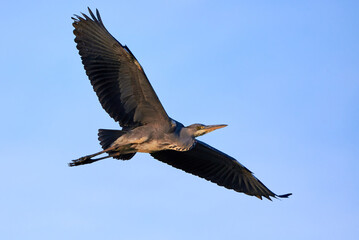 Grey heron bird in flight (Ardea cinerea)