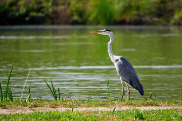 Grey heron bird near a lake (Ardea cinerea)