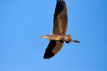 Grey heron bird in flight (Ardea cinerea)