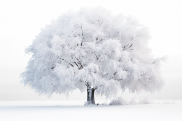 Beautiful winter snowy tree on transparent background, png file