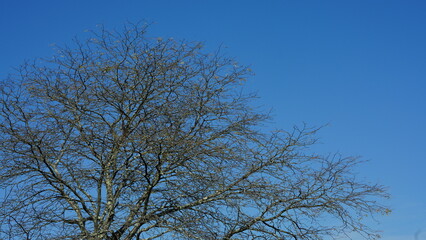 The beautiful autumn view with the colorful trees and leaves in the park