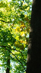 The beautiful autumn view with the colorful trees and leaves in the park