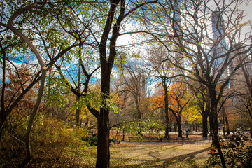 Fototapeta na wymiar Trees in the park in autumn in central par new york 