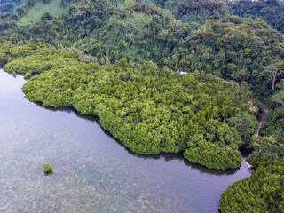 Scenic Aerial Drone Picture of Mangroves in Pohnpei, Micronesia