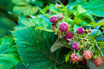 Raspberry bush with ripe berries close-up.