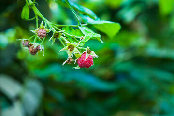 Raspberry bush with ripe berries close-up.