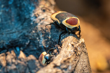 Congolese golden-headed beetle on bark.