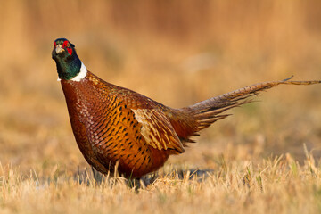 Bird - Common pheasant Phasianus colchius Ring-necked pheasant in natural habitat wildlife Poland Europe