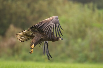 Birds of prey - Majestic predator White-tailed eagle, Haliaeetus albicilla in Poland wild nature