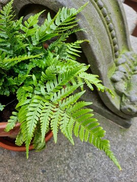fern in a pot outdoors near an antique decorative element..Class: Polypodiopsida.Order: Polypodiales.Suborder: Polypodiineae.Family: Dryopteridaceae.Subfamily: Elaphoglossoideae.Genus: Rumohra