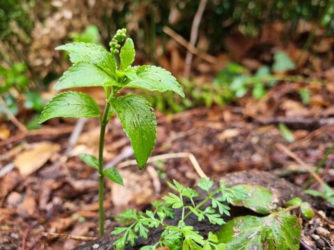Mercurialis perennis, dog's mercury green plant in the autumn forest