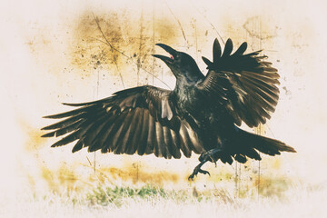 beautiful raven Corvus corax sitting on the branch North Poland Europe, old vintage filters -...