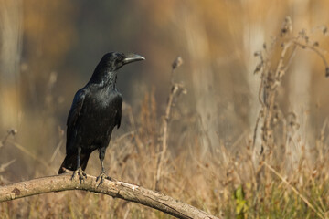 Bird beautiful raven Corvus corax North Poland Europe