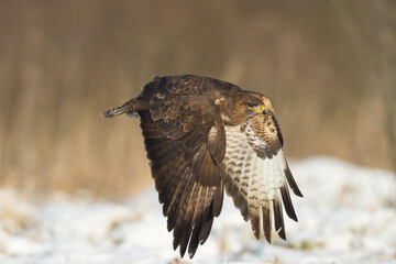 landing Common buzzard Buteo buteo in the fields in winter snow, buzzards in natural habitat, hawk bird on the ground, predatory bird close up winter bird