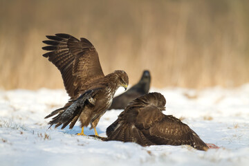 landing Common buzzard Buteo buteo in the fields in winter snow, buzzards in natural habitat, hawk bird on the ground, predatory bird close up winter bird