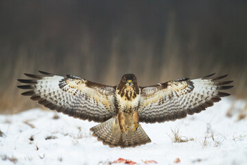 landing Common buzzard Buteo buteo in the fields in winter snow, buzzards in natural habitat, hawk bird on the ground, predatory bird close up winter bird