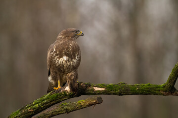 landing Common buzzard Buteo buteo in the fields in winter snow, buzzards in natural habitat, hawk...