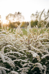blooming white bush in spring in sunny weather