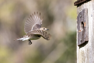 European pied flycatcher