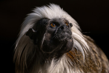 Tamarin pincher - a small monkey with a white mane on its head, portrait.