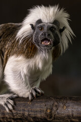 Tamarin pincher - a small monkey with a white mane on its head, portrait.