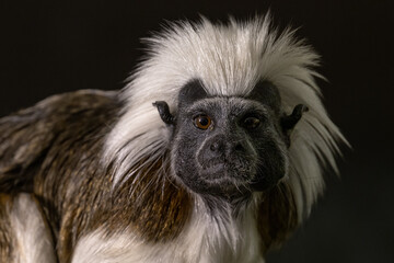 Tamarin pincher - a small monkey with a white mane on its head, portrait.