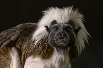 Tamarin pincher - a small monkey with a white mane on its head, portrait.