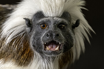 Tamarin pincher - a small monkey with a white mane on its head, portrait.