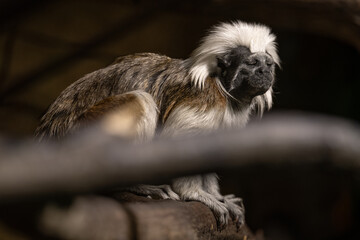Pinscher tamarin - a small monkey with a white mane on its head.