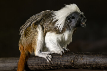 Pinscher tamarin - a small monkey with a white mane on its head.
