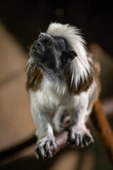 Pinscher tamarin - a small monkey with a white mane on its head.