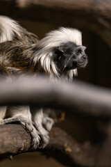 Pinscher tamarin - a small monkey with a white mane on its head.