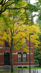 Fototapeta na wymiar The beautiful campus autumn view with the colorful trees and leaves in the rainy day