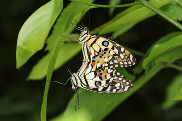 The beautiful butterfly on flower is show beauty wing in nature garden