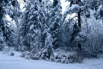 Fototapeta na wymiar Pine trees covered with snow on frosty morning. Beautiful winter day in the forest.