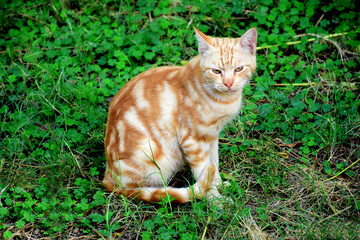 cat on the grass My own photography collection