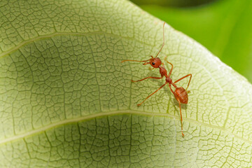 Close up red ant on green leaf in nature garden