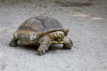 The big Sulcata tortoise is walking
