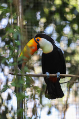 The toco toucan bird on the wood tree