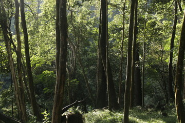 rain forest in mountain and camping ground