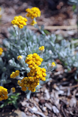 Macro image of Yellow Buttons blooms, New South Wales Australia
