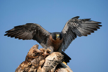 Peregrine Falcon