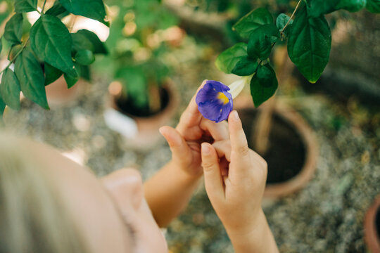 Close-up of a young girl's hands carefully holding a delicate purple flower, showcasing a moment of tenderness